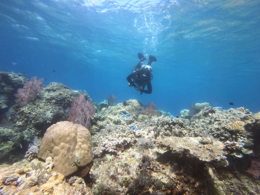 Amed: Guided Scuba Dive for Beginners/Non Certified Divers