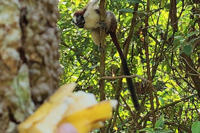 Ancon Hill, Sunrise, Nature & Wildlife Encounter in Panama City - Overview of Ancon Hill Tour