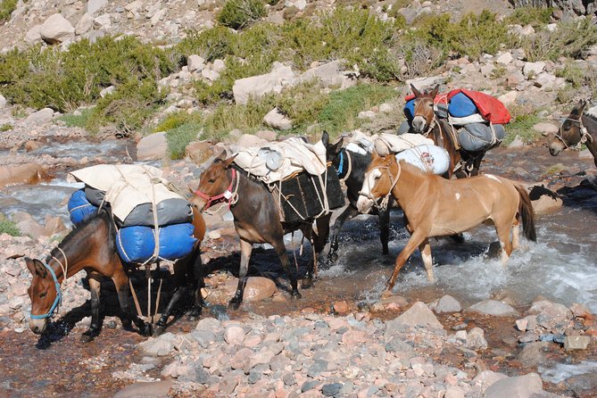 Andes Crossing Cavalcade San Martin Crossing