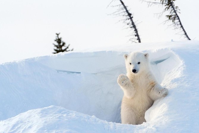 Arctic Animal Day Trip With Husky Farm, Reindeer Farm and Wildlife Park Visit