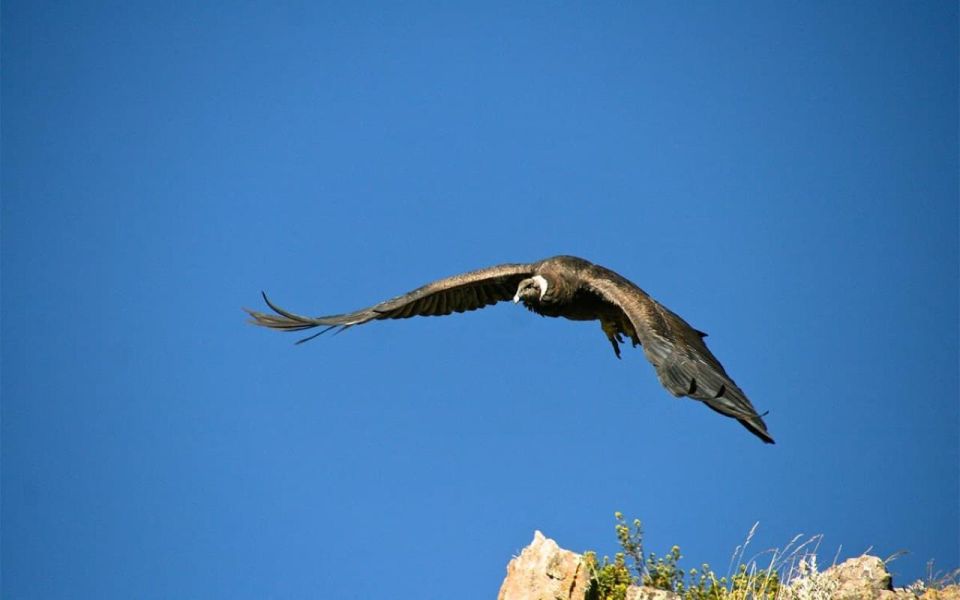 Arequipa: Colca Canyon Excursion, Option Ending in Puno