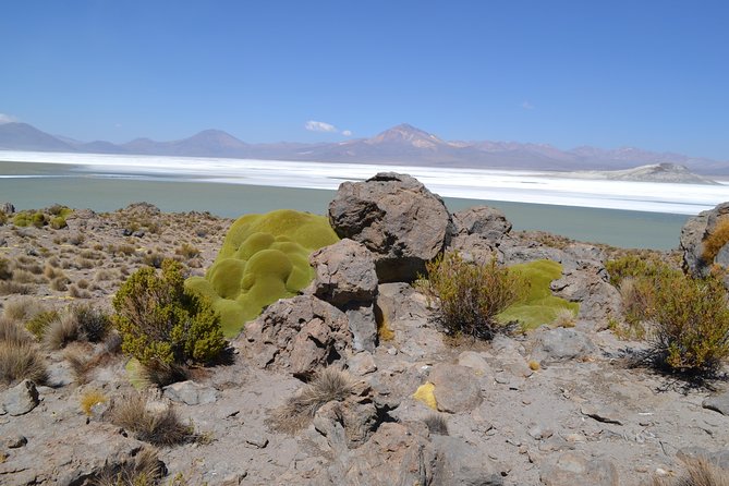 Arica-Lake Chungara-Salar De Surire (3 Days and 2 Nights)