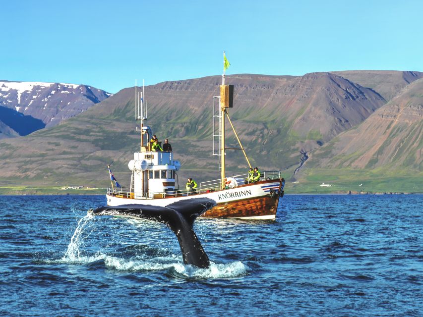 Árskógssandur: Whale-Watching Boat Trip