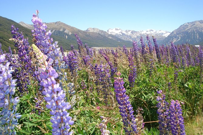 Arthurs Pass and Southern Alps Day Excursion From Port Lyttelton or Christchurch