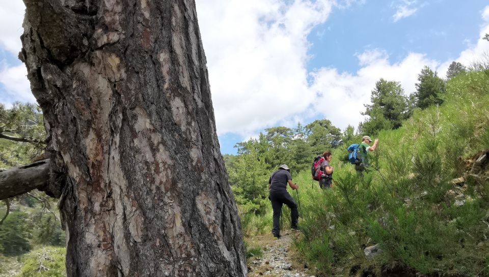 Aspromonte National Park: Private Trek to the Maesano Falls