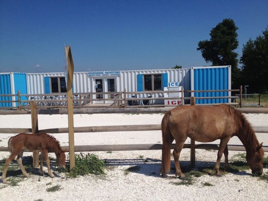 Assateague Island: Bike Rental From the Bayside Stand