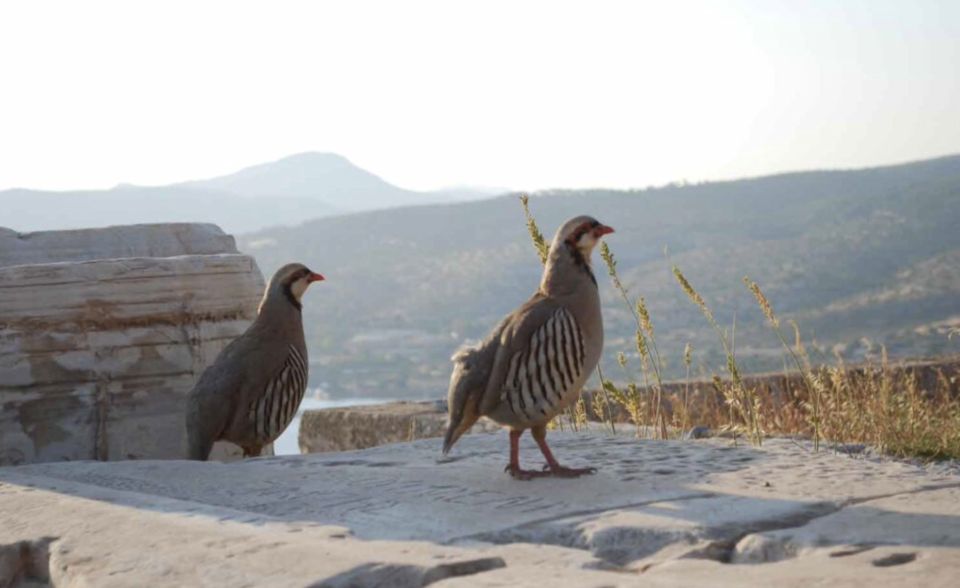 Athens: Cape Sounion & Poseidon Sunset Coastline Tour