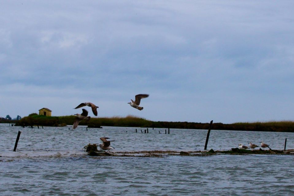 Aveiro: Typical Boat Tour With Tasting – 90 Min