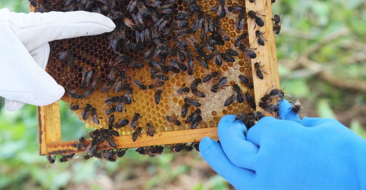 Azores Beekeeping Tour and Honey Taste