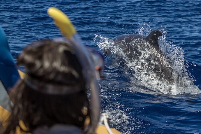 Azores Swim With Dolphins Atlantic Experience - Equipment Provided