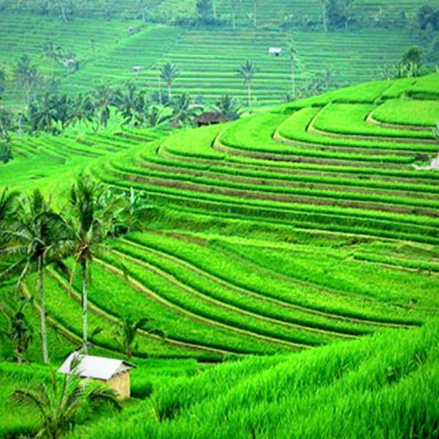 Bali: Bedugul Lake Temple, Twin Waterfall & Rice Field Tour