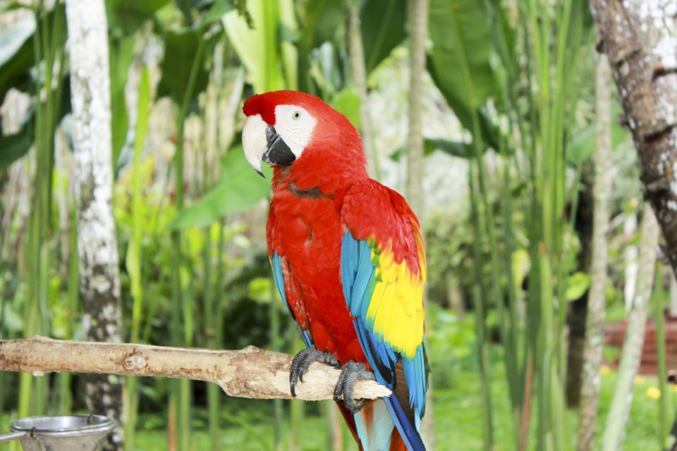 Bali Bird Park: 1-Day Admission Ticket