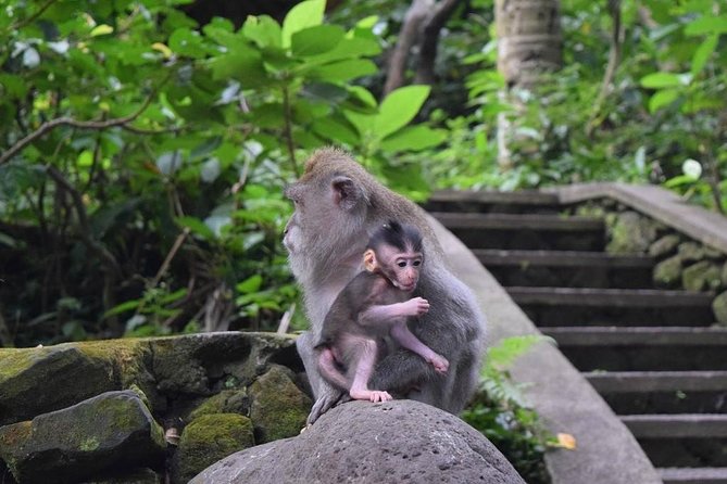 Bali Global Tour: Rice Terrace the Sacred Monkey Forest and Volcano Including Lunch