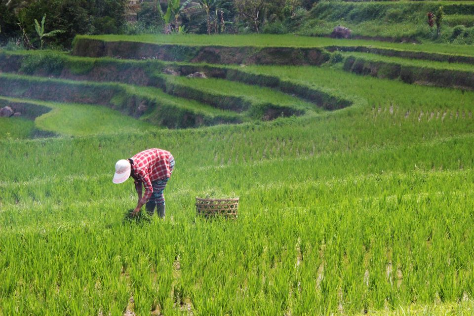 Bali Jatiluwih Rice Terrace and Tanah Lot Tour – UNESCO Tour