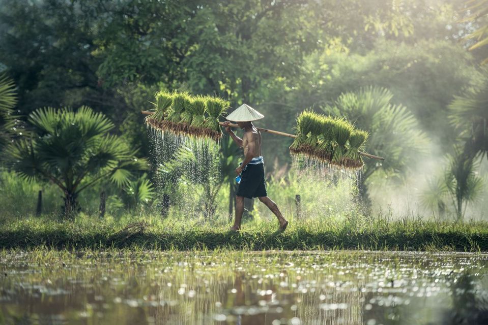 Bali: Rice Terraces Guided Hiking Experience