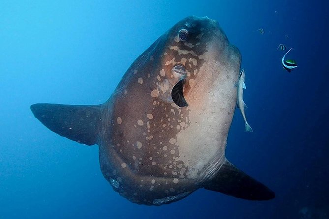 Bali Scuba Diving at Nusa Penida Manta Point For Certified Diver