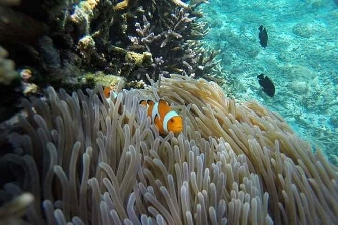 Bali Snorkeling at Blue Lagoon Include Private Transport