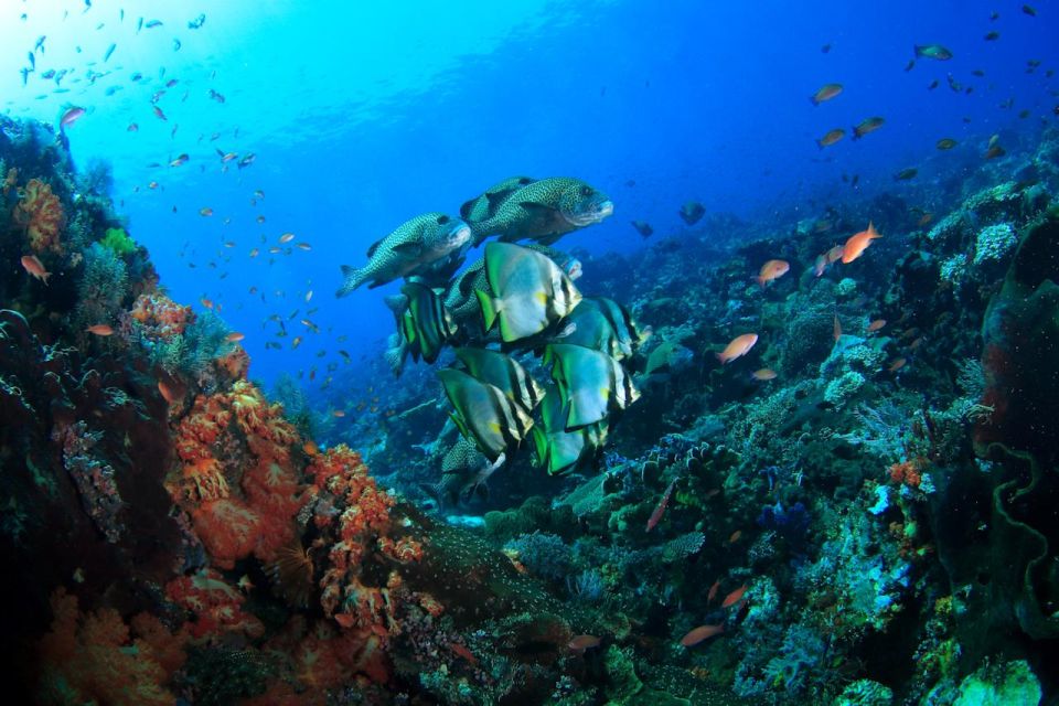 Bali: Tulamben USAT Liberty Wreck Scuba Diving