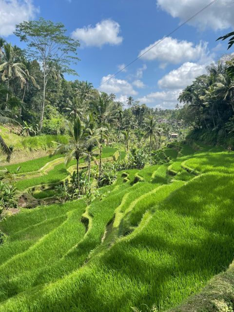 Bali Volkswagen Safari and Kintamani Volcano Tour