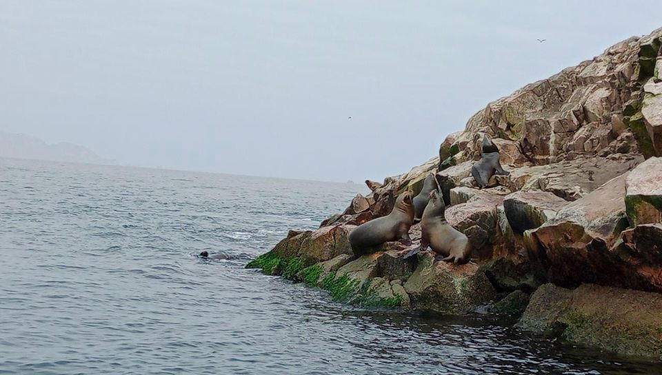 Ballestas Islands Tour