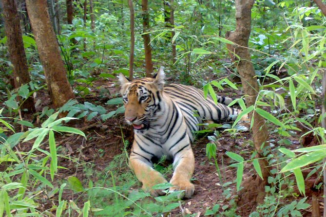 Bandipur Sanctuary Tigers & Elephants