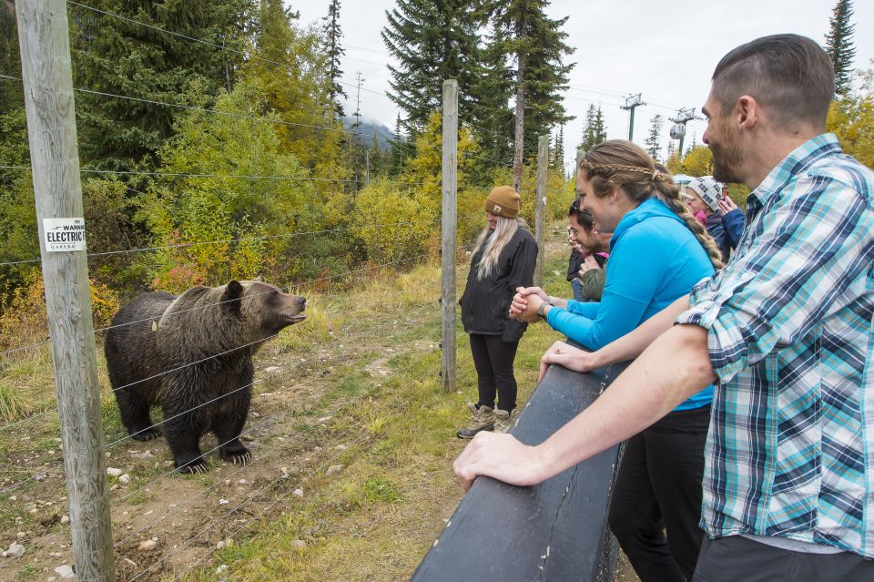 Banff: Grizzly Bear Refuge Tour With Lunch