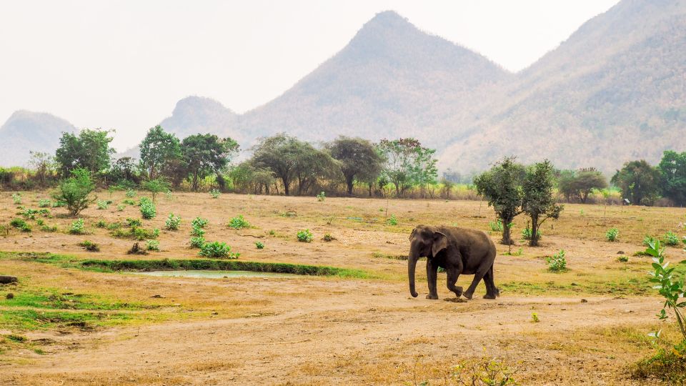 Bangkok: Elephant Sanctuary Visit & SUP on the River Kwai