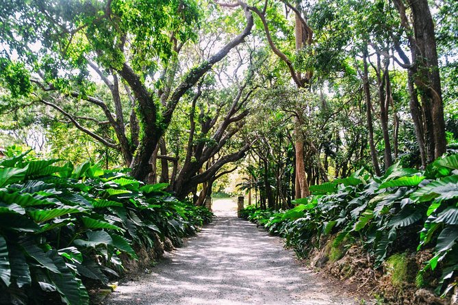 Barbados Harrisons Cave and St Nicolas Abbey Tour