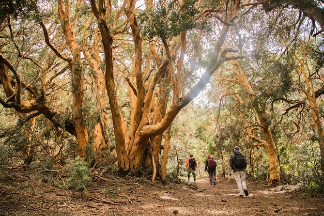 Bariloche: Boat Trip to Victoria Island and the Arrayanes Forest