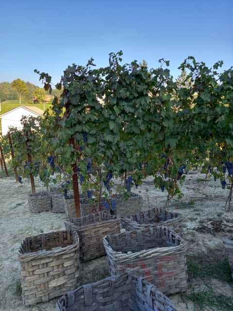 Barolo Langhe Wine Tour