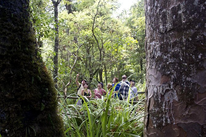 Bay of Islands Shore Excursion: Puketi Rainforest Guided Walk