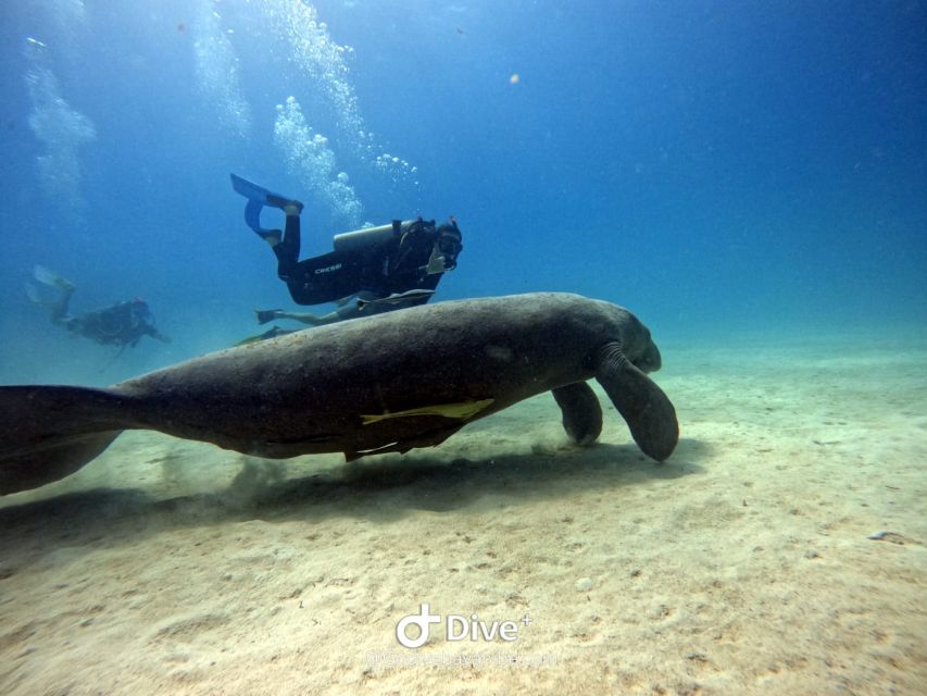 Bayahibe – PADI Advanced Course Diving – Go Dive