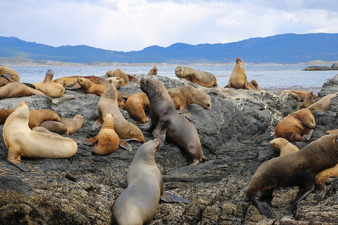 Beagle Channel Sailing Tour: Birds, Seals & Penguins Islands