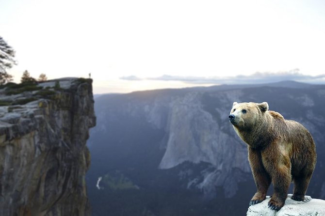 Bears Sanctuary, Draculas Castle, Brasov Day Trip Private Tour From Bucharest