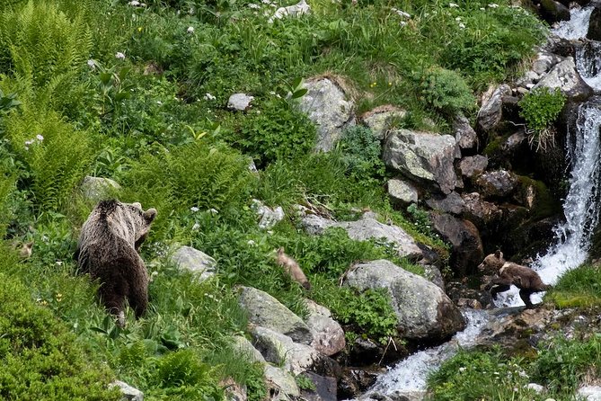 Bearwatching Hiking Day Tour in High Tatras From Poprad - Tour Highlights