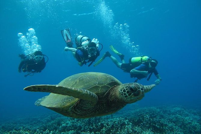 Beginner Scuba Dive in Lahaina (Swimming Ability Required)