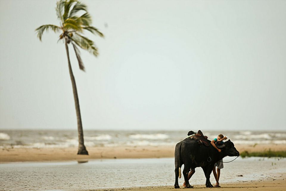 Belém: 2, 3 or 4-Day Marajó Island Excursion With Lodging