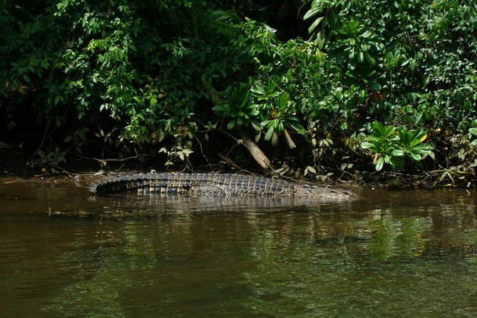 Bentota River Safari By BTM (Mangrove & Wildlife Encounter)