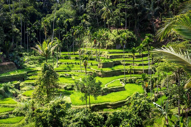 Best of Ubud - Private Guided Full-Day Tour, Ubud, Bali - Experience Highlights