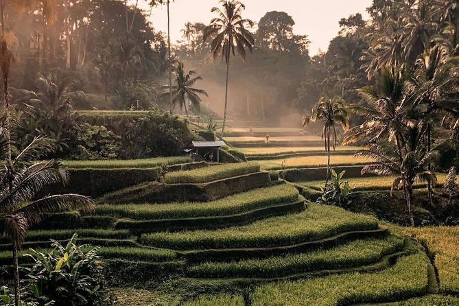 Best of Ubud Waterfalls, Tegalalang Rice Terrace and Swing Tour