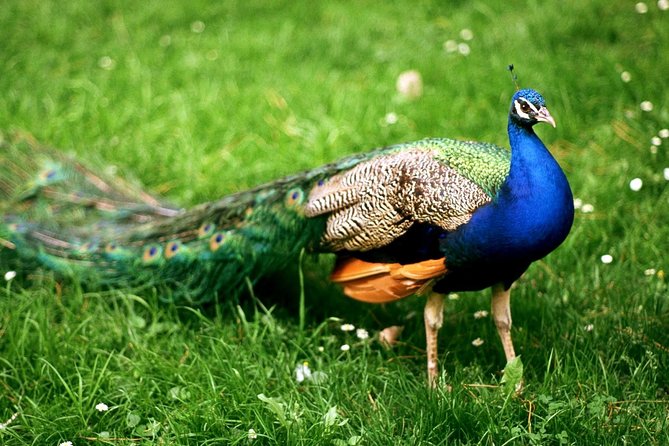 Bharatpur Bird Watching & Wildlife From Delhi