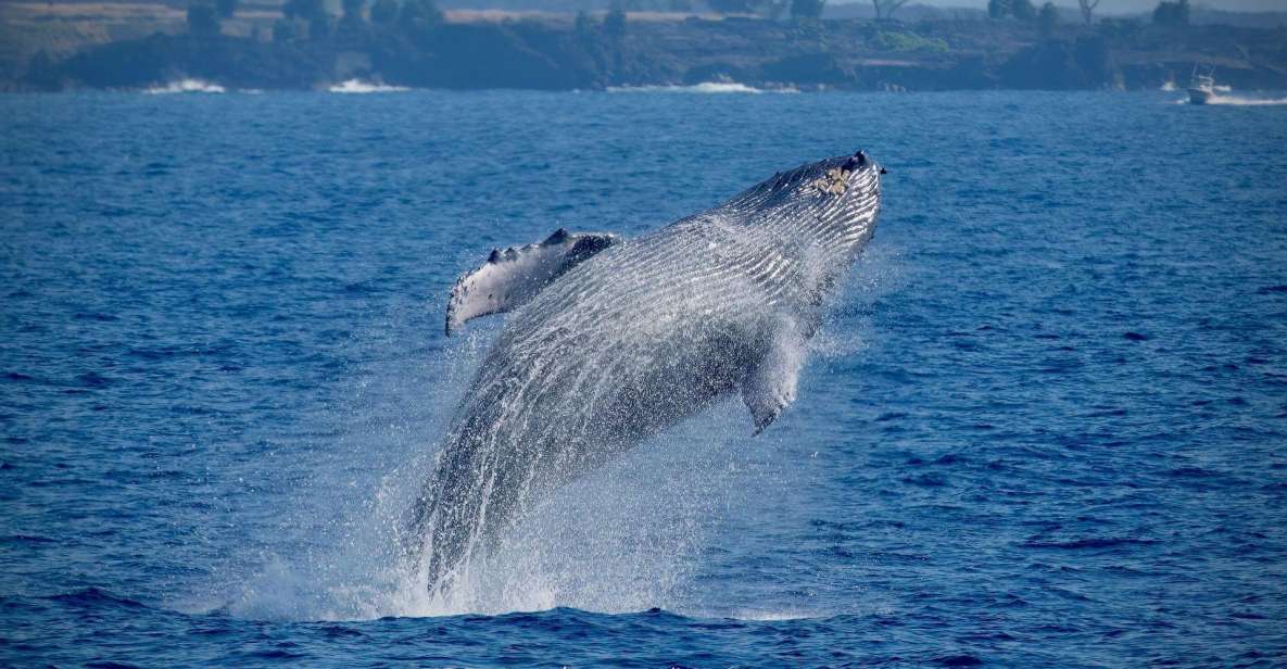 Big Island: Kona Super Raft Whale Watch - Booking Details