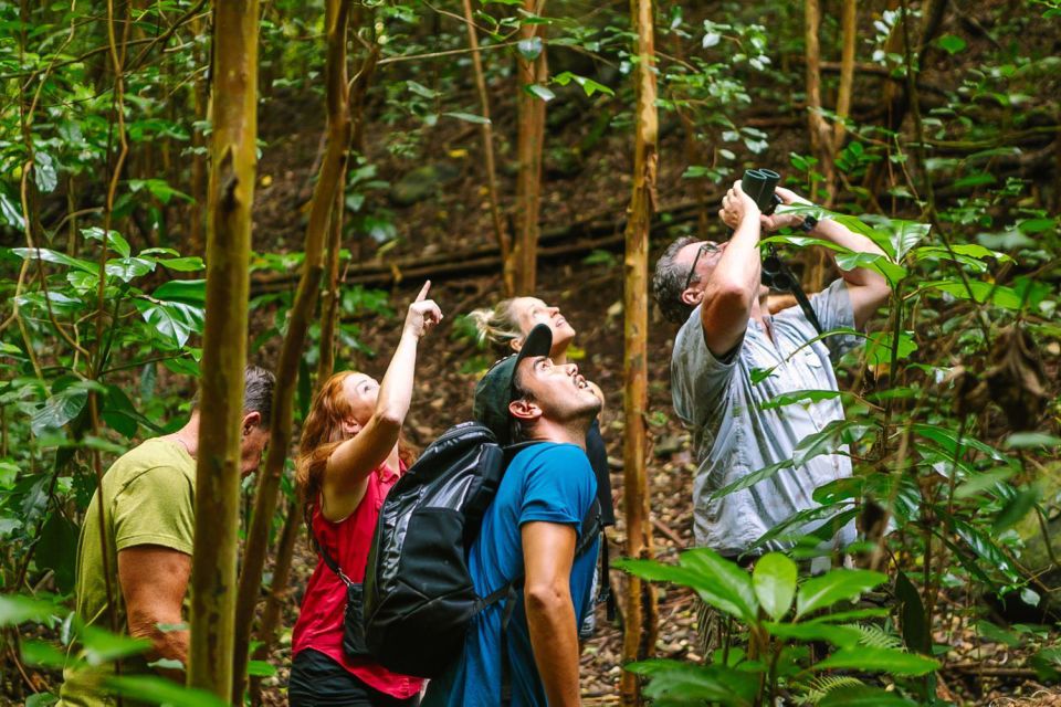 Big Island: Native Bird Watching & Hiking Tour