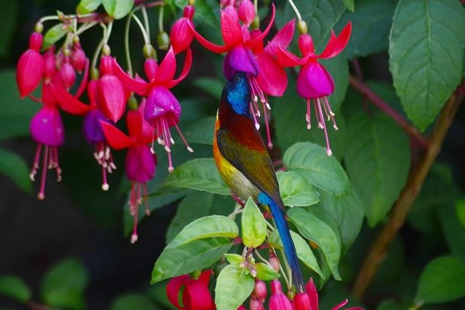 Bird Watching Doi Inthanon