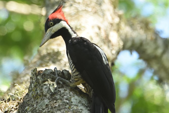 Birding and Nature Chaco Tour