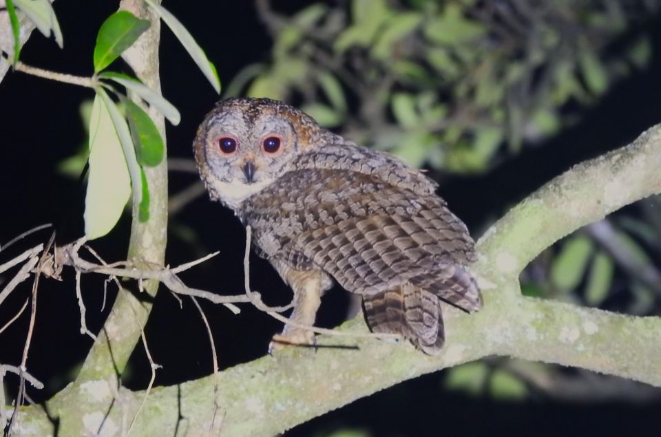 Birdwatching & Bird Photography at Thattekkad