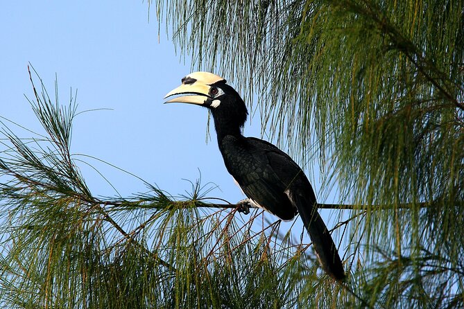 Birdwatching: Desarus Winged Gems