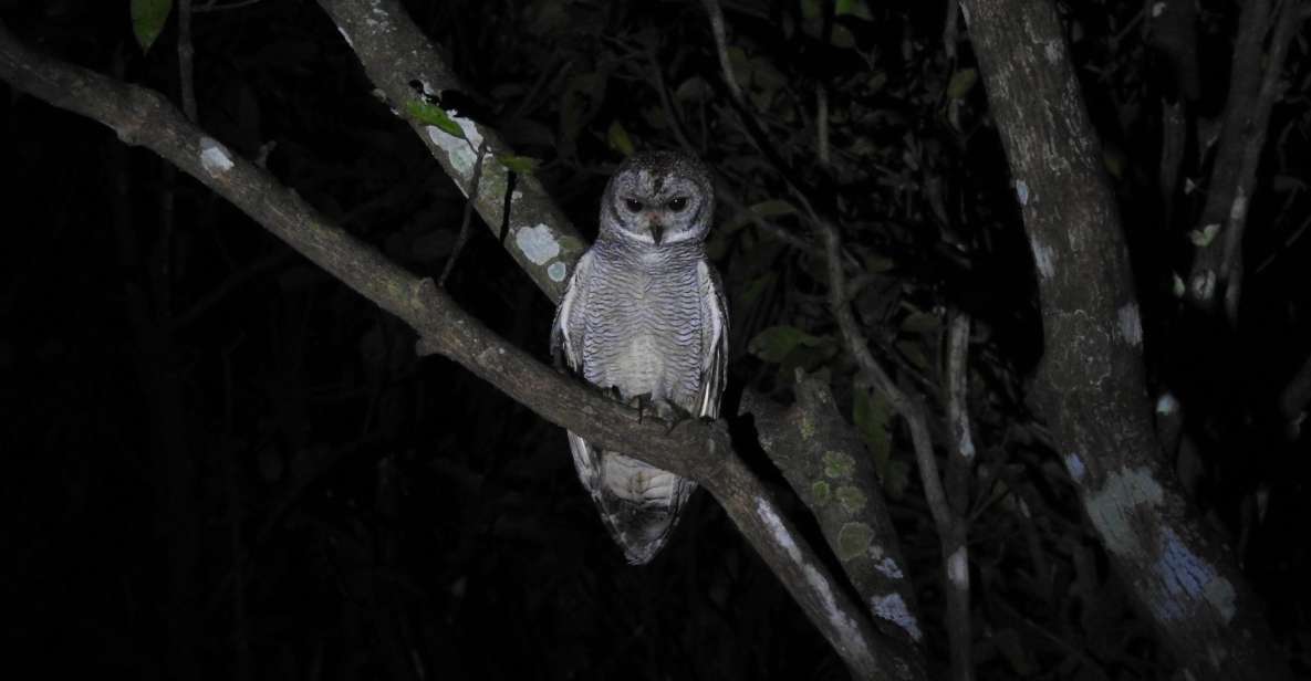 Birdwatching in Kochi