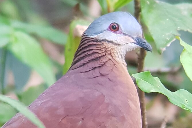 Birdwatching Tour in Monteverde