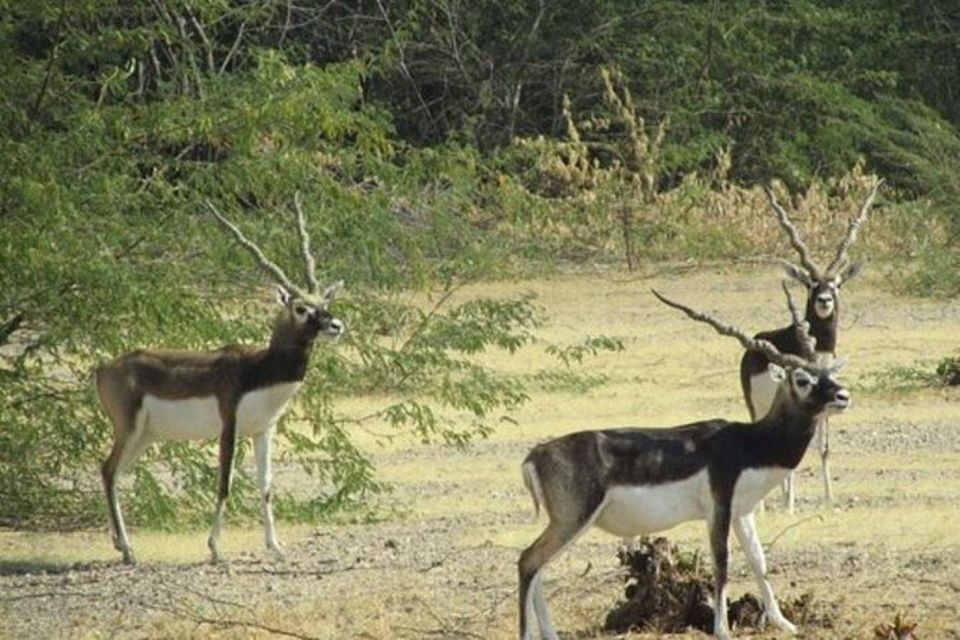 Bishnoi Village Safari Private Half Day Tour